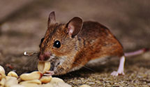 24 Hour & Emergency Exterminators in East Shoals, IN